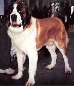 250px-Moscowwatchdog