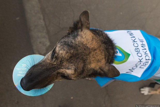 Фото: Илья Варламов