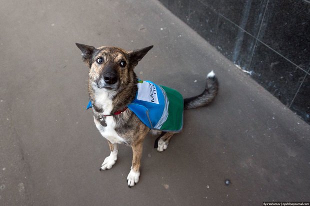 Фото: Илья Варламов