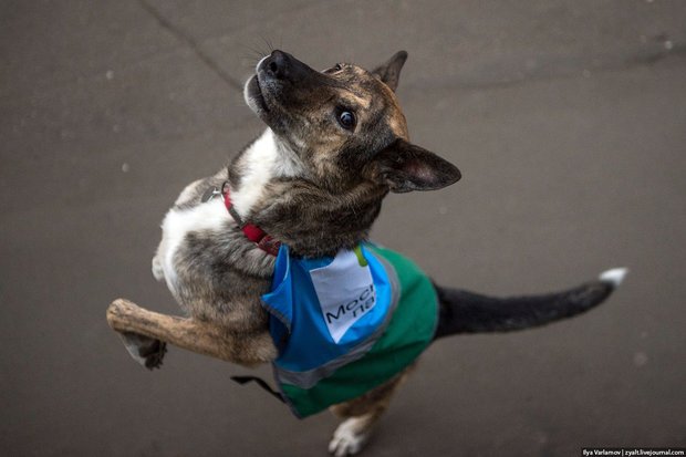 Фото: Илья Варламов